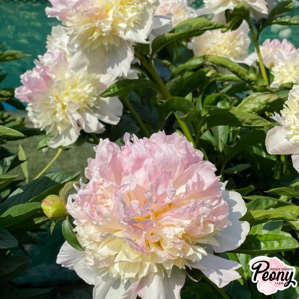 Raspberry Sundae Peony — Hidden Springs Peony Farm